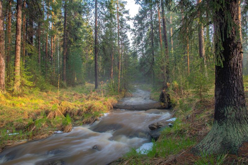 В осеннем лесуphoto preview