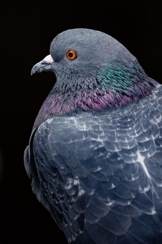 *** фото превью