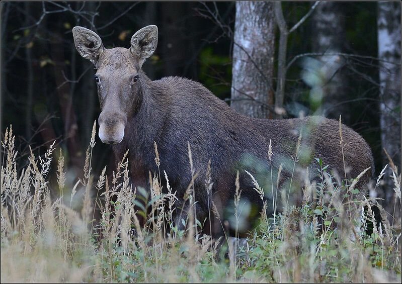 москва, сентябрь, парк, лосиха *****photo preview