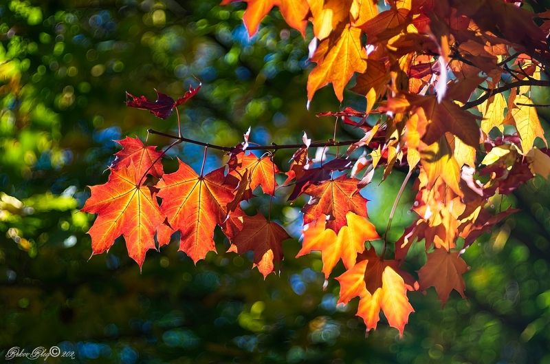 Последний день сентября...photo preview