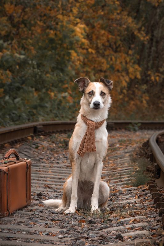 Юта ищет домphoto preview