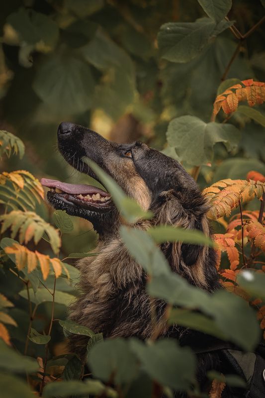 Балуphoto preview