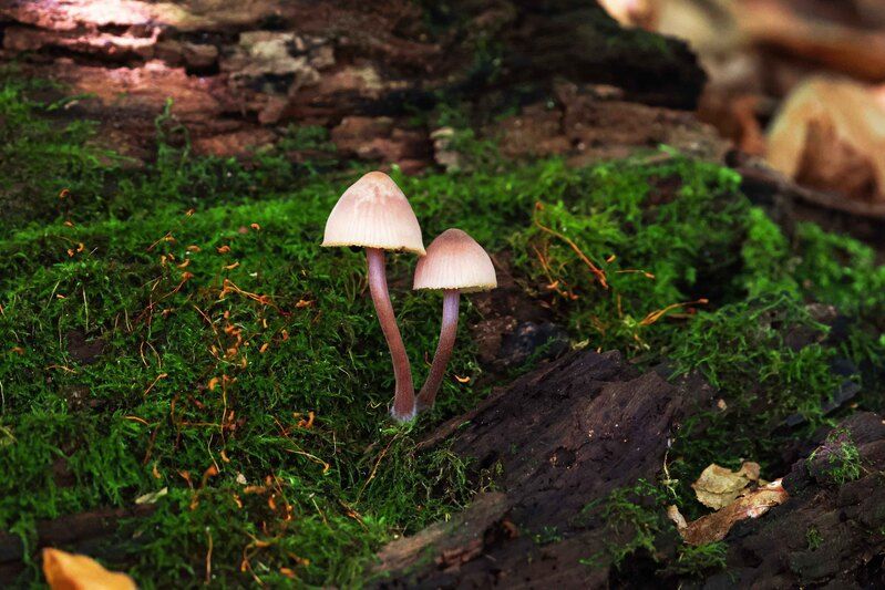 грибы,поганки, Поганки..photo preview