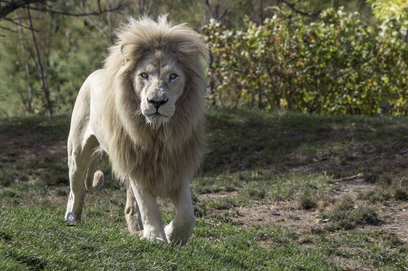 White lionphoto preview