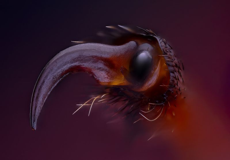 coleoptera, cerambycidae, odontochroma martinsi, усач Не птицphoto preview