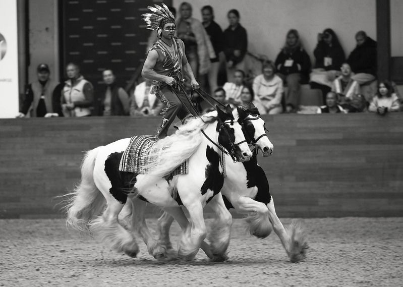 выступление, лошади, спорт, rider, horses, movement, performance Танец с ветром и свободой фото превью