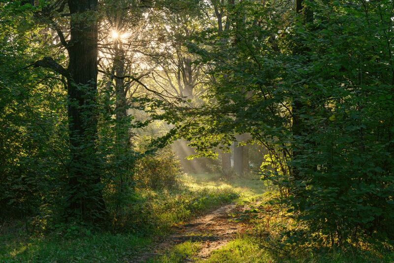 forest, tree, light, foliage, sunlight, morning, sunstar, landscape, autumn, summer, way ***photo preview
