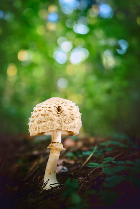 гриб, лес Грибокphoto preview