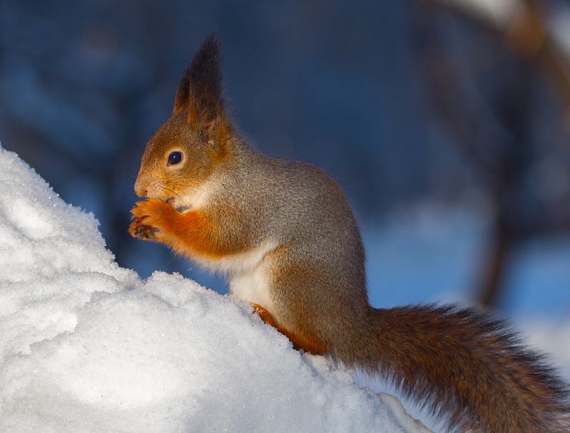 Зимнее утро.photo preview