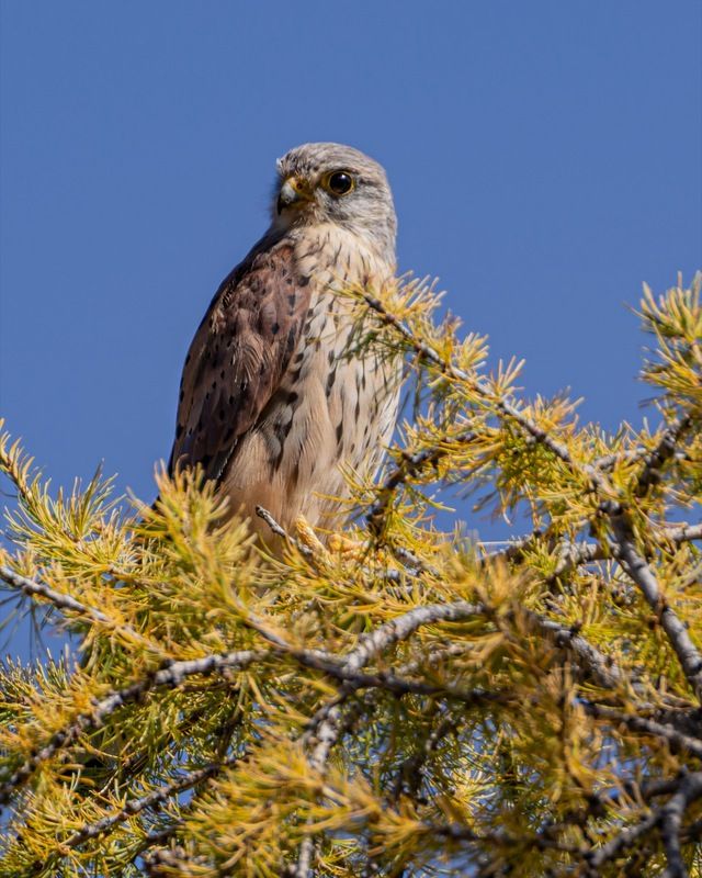 степная пустельга, пустельга, сокол, птицы, алтай, красная книга Степная пустельгаphoto preview