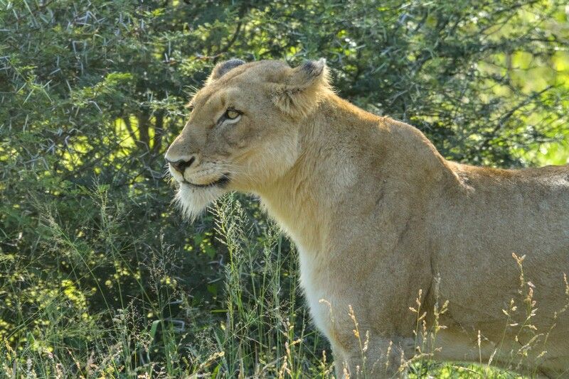 ЮАР кошка лев Львицаphoto preview