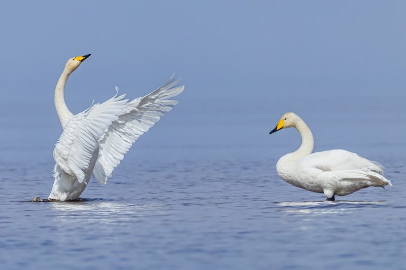 лебедь-кликун, лебедь кликун, лебедь, кликун Признание в любвиphoto preview