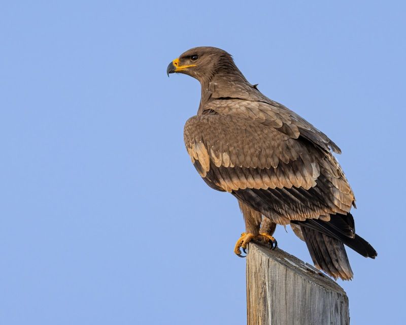 степной орел, орел, птицы, алтай, красная книга Степной орелphoto preview