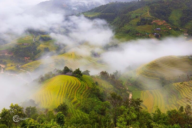 Golden season in Ban Luocphoto preview