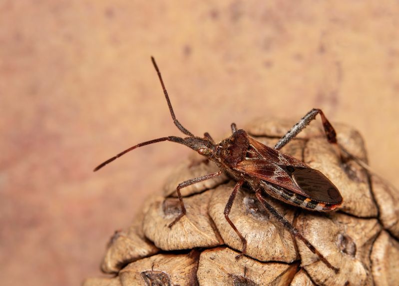 макрофото, макрофотографии, фотомакро, насекомые, макромир, макрофотограф, макроаддикт, макро_мир, naturelovers, naturelover, naturephotography, macrolove, macro_love, biodiversity, macrophotography, macro, macronature, entomology, arthropods, arthropod,  Leptoglossus occidentalis фото превью