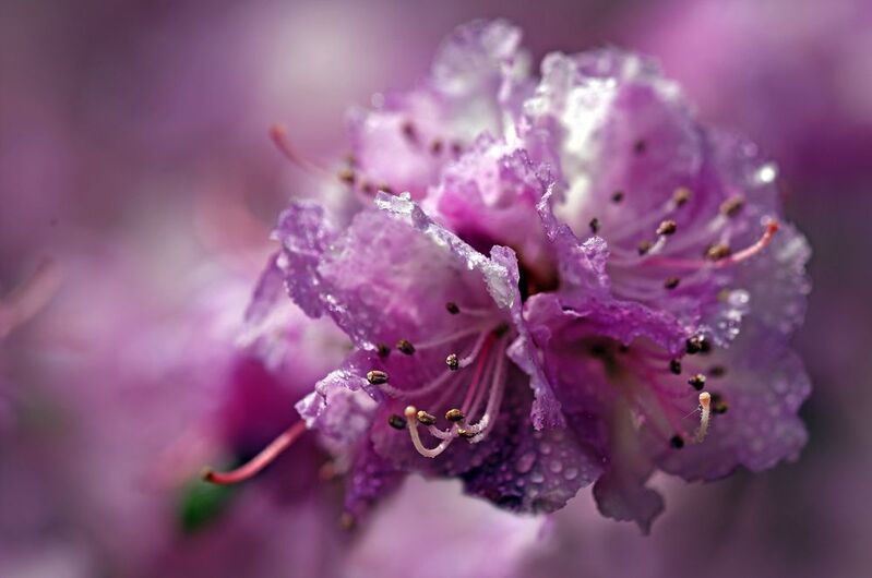 рододендронphoto preview