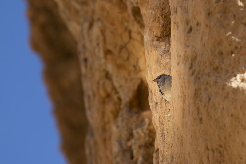 desert, landscape, nature, travel, birds, animals  фото превью