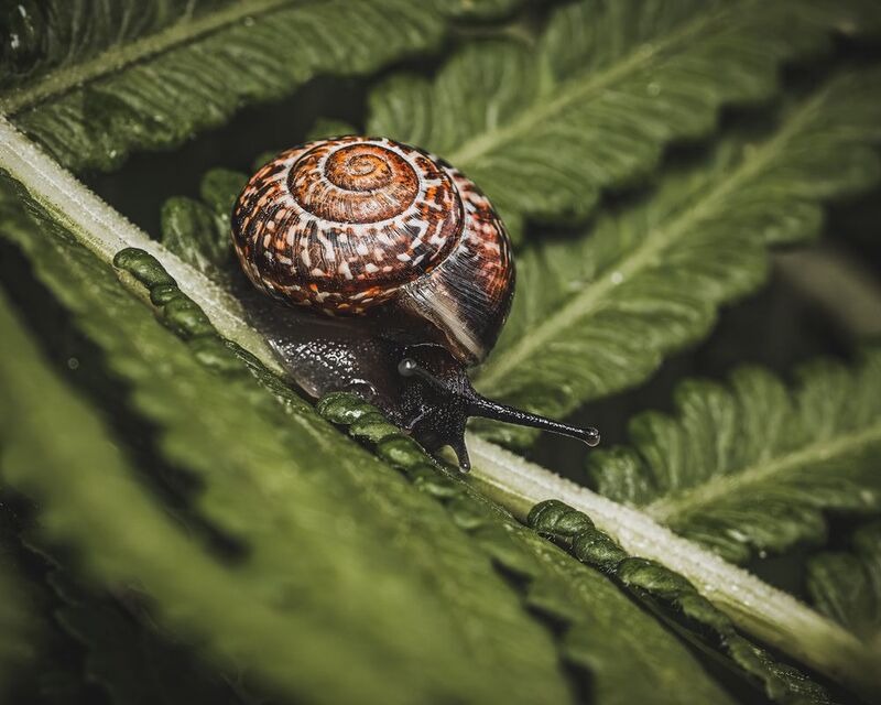 Улитка лето макро Улиточки на прогулке!photo preview