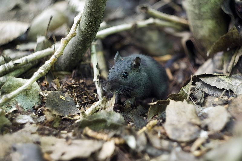 что принес?photo preview