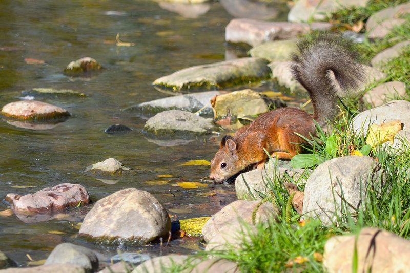 белка, белка обыкновенная, векша, sciurus vulgaris В жаркий полденьphoto preview