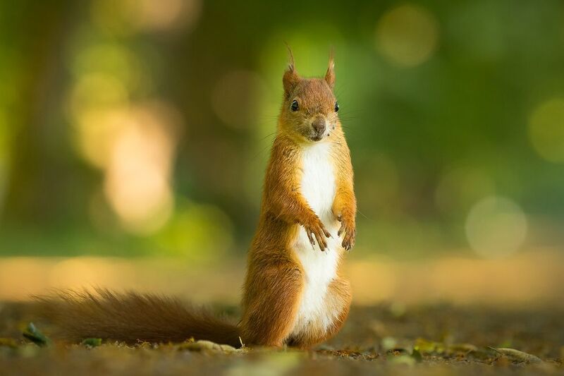 Squirrelphoto preview