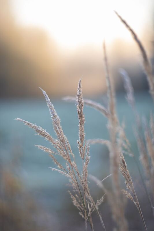 мануальная оптика, гелиос, гелиос40_2, manual_lens Морозное утро октябряphoto preview