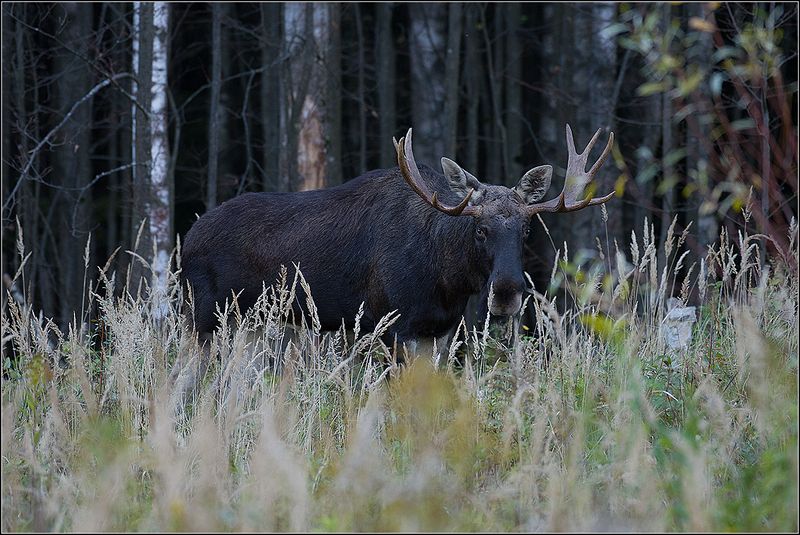 москва, сентябрь, парк Лосьphoto preview