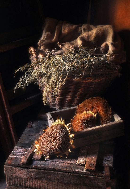 натюрморт, полынь, подсолнух, деревня, свет, still life  Деревенская эстетика photo preview