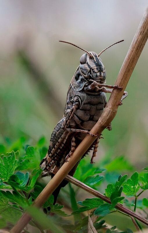 Кузяphoto preview