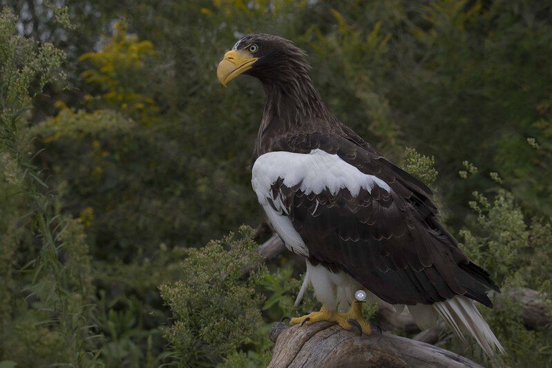 Steller\\\'s sea eaglephoto preview