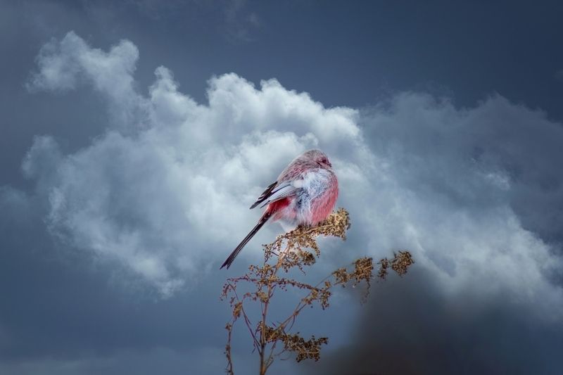 урагус Под облаками.photo preview