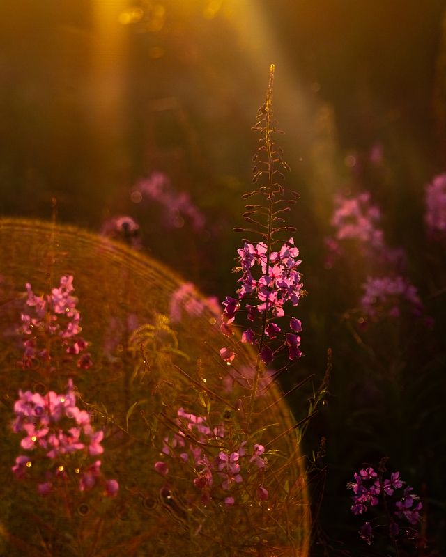 иванчай, закат Иван-чайphoto preview