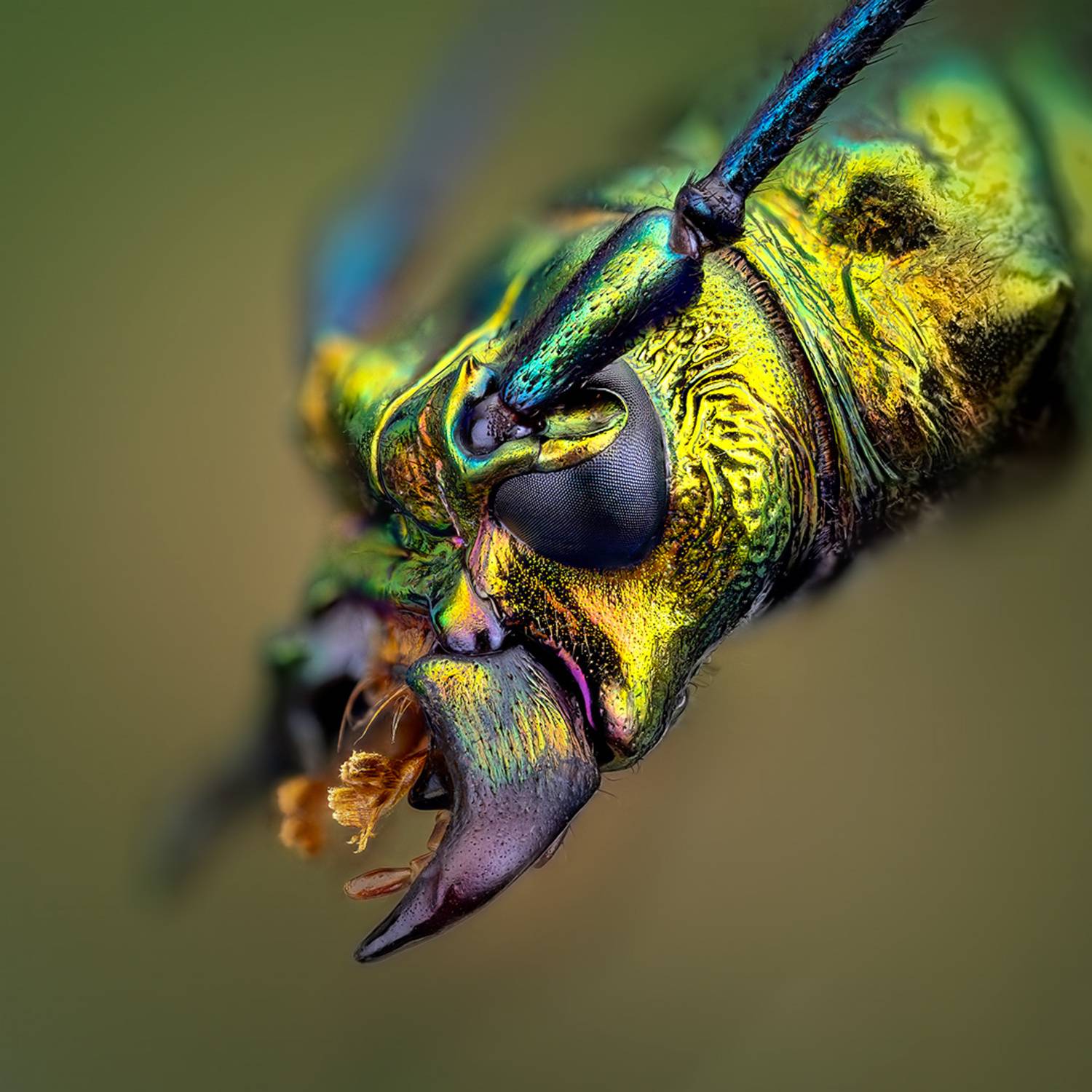 Усач. Автор: Kavaliauskas Eugenijus coleoptera, cerambycidae, odontochroma martinsi, усач, Kavaliauskas Eugenijus