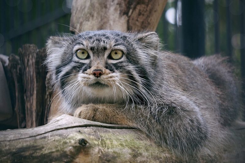 кот, манул, кот манул, кошки, малые кошки, звери, хищные, животные, животные красной книги, Манул.photo preview