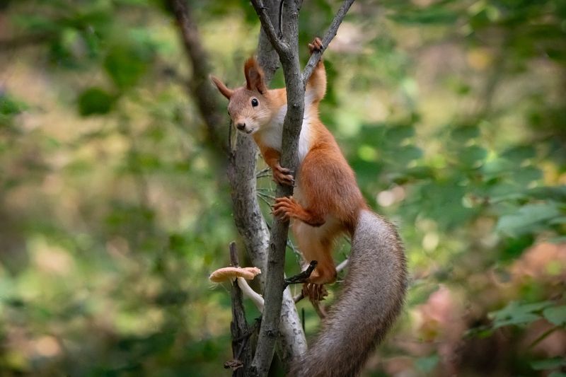 белка, запасы, грибы На страже грибной тропыphoto preview