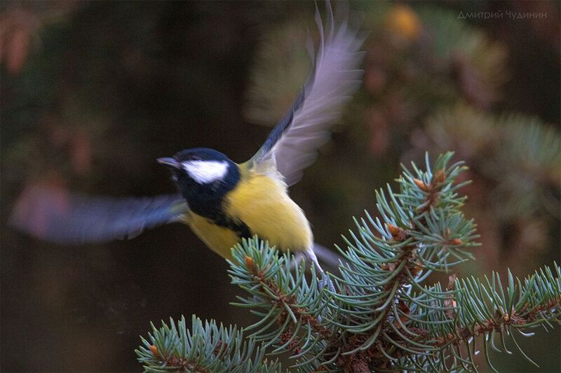 Поехали!photo preview
