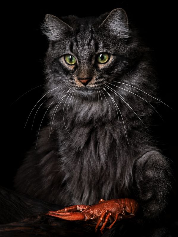 cat#котик Назад нельзя.....photo preview