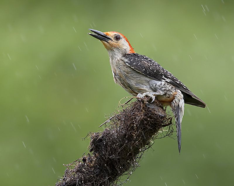 дятел, каролинский меланерпес, red-bellied woodpecker, woodpecker Red-bellied Woodpecker, male -Каролинский меланерпесphoto preview