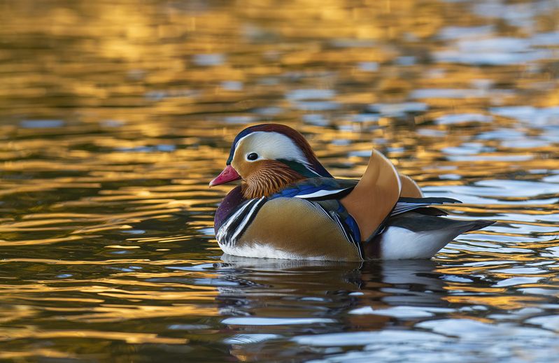 Мандаринка в золоте :)photo preview