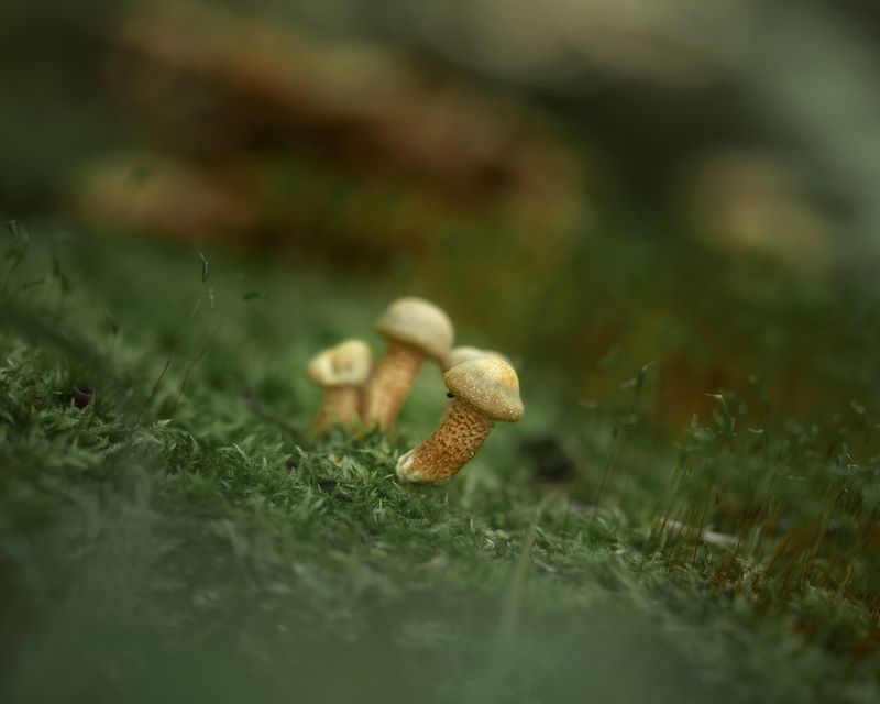 Малыши-коротыши фото превью