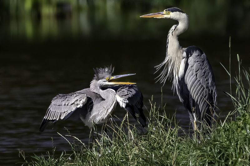 птица, цапля, птенец Капризный ребёнокphoto preview