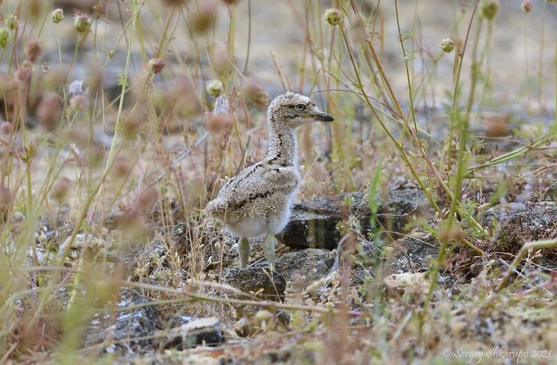 Малыш авдоткиphoto preview