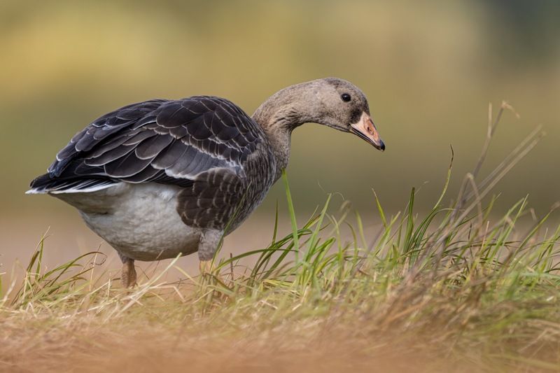 гусь, белолобый гусь, птицы Молодой белолобый гусьphoto preview