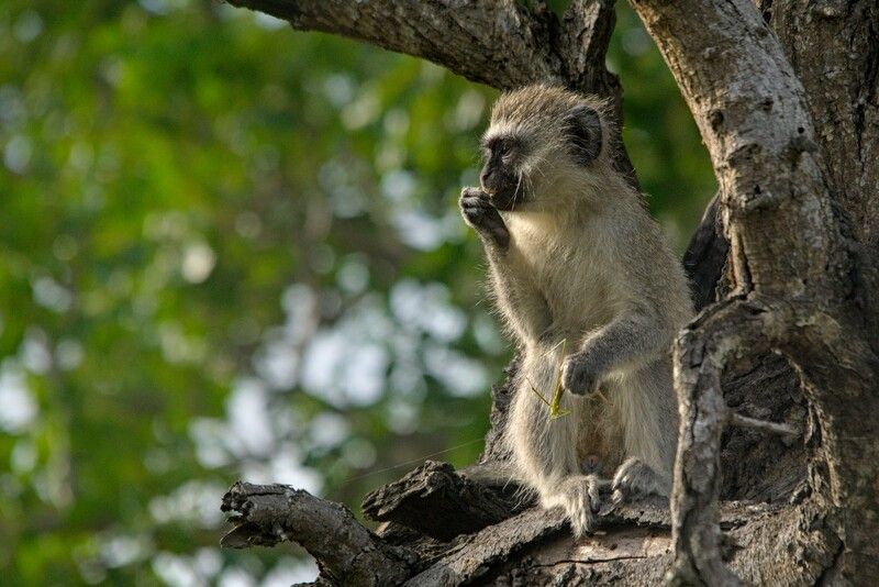 африка  Обедphoto preview