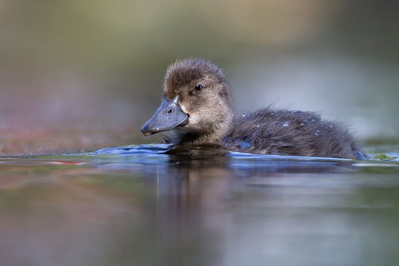 хохлатая чернеть, утка, нырок, птицы, пруд, утенок Утенок хохлатой чернетиphoto preview