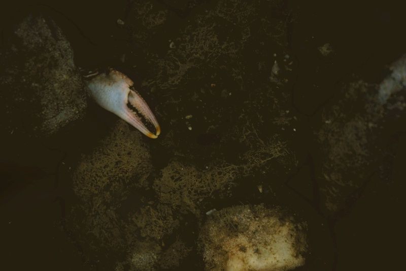 art Deathphoto preview