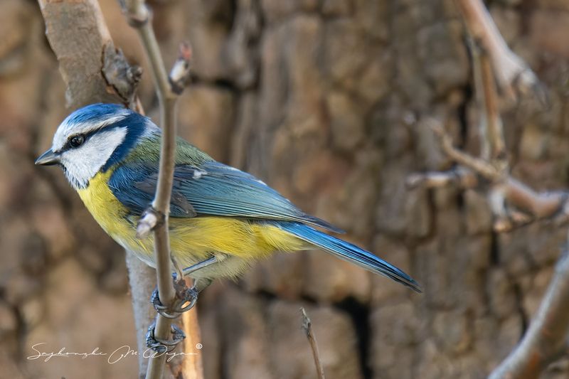 birds Nature | Wildlife Photography | Adventurephoto preview