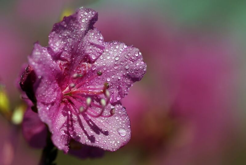 рододендронphoto preview