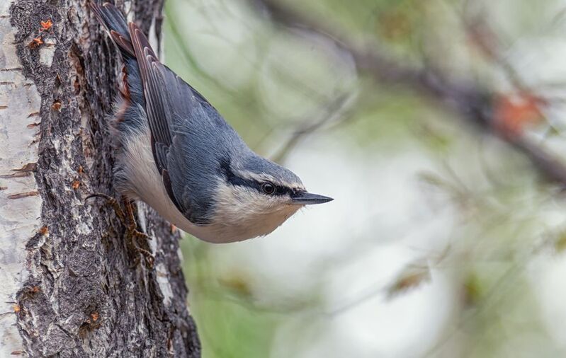 птица, поползень, Поползень (2 ФОТО)photo preview