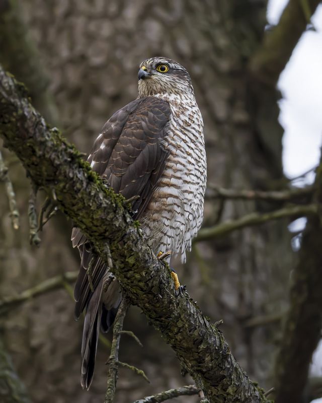 ястреб-перепелятник, ястреб, перепелятник, птицы Ястреб-перепелятникphoto preview